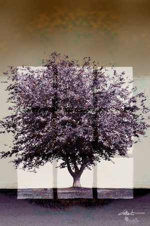 Window2 on a Purple Tree 2x3